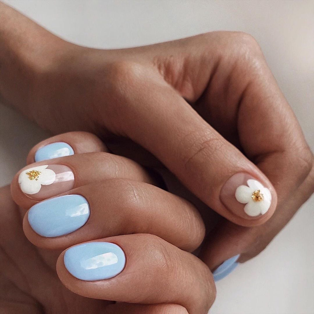 DAISY DREAM-CREAM BLUE